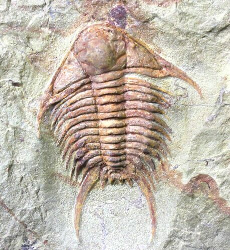 Brightly Colored Foulonia Trilobite - #19181